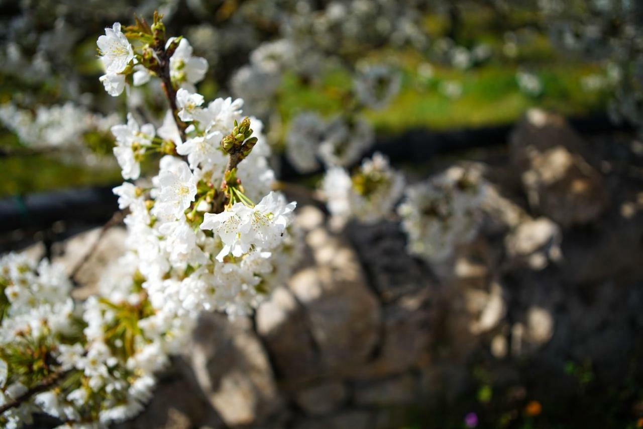 Masseria Guadiano Vecchio سانتا لوسيا المظهر الخارجي الصورة